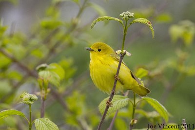 YellowWarbler