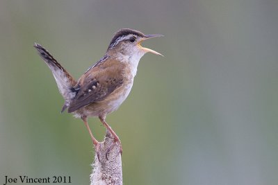 MarshWren