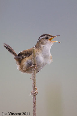 MarshWren