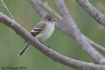 WillowFlycatcher