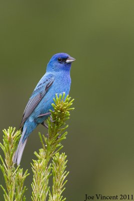 IndigoBunting