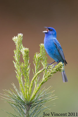 IndigoBunting