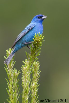 IndigoBunting