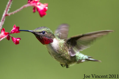 RubyThroatedHummingbird