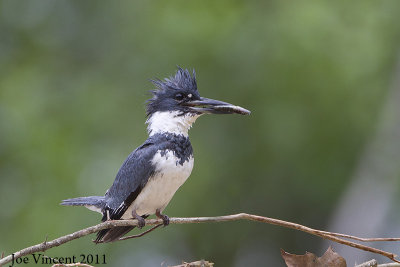 BeltedKingfisher