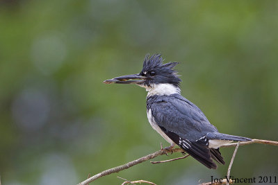 BeltedKingfisher