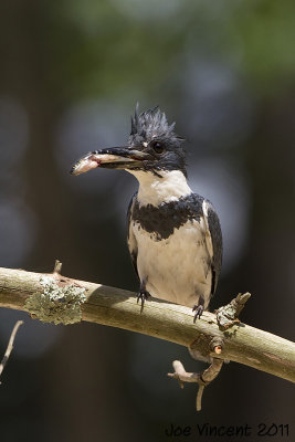 BeltedKingfisher