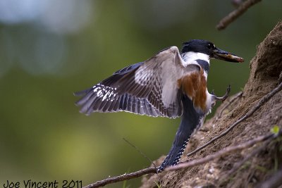 BeltedKingfisher