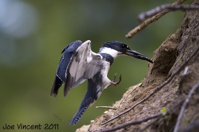 BeltedKingfisher