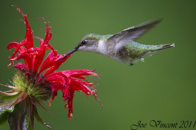 Hummingbird