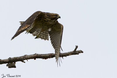 RedShoulderedHawk