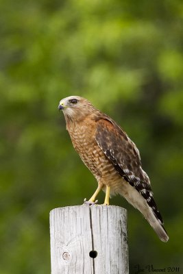 RedShoulderedHawk