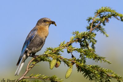 EasternBluebird