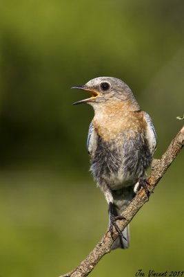 EasternBluebird