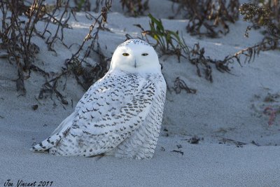 SnowyOwl