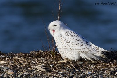 SnowyOwl