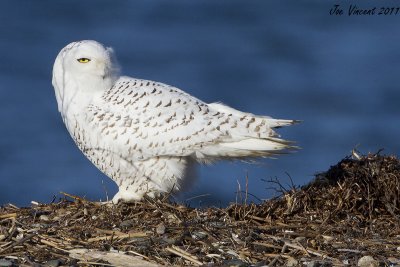 SnowyOwl