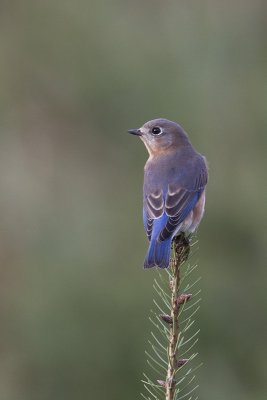 EasternBluebird