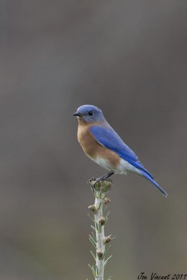 EasternBluebird