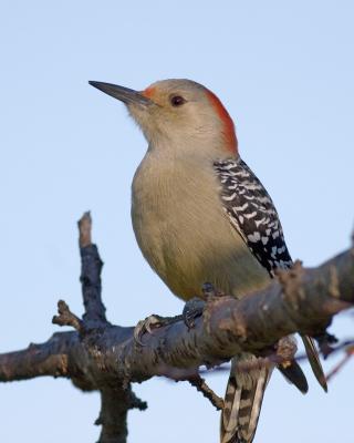 Red Belly Woodpecker