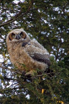 Great Horned Owls