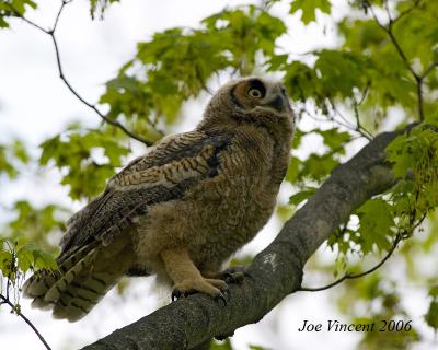 Great Horned Owls