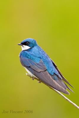 Tree Swallow