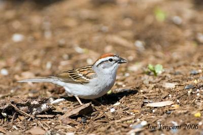 Chipping Sparrow