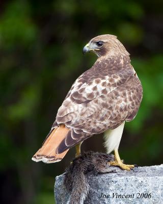 Redtail Hawk