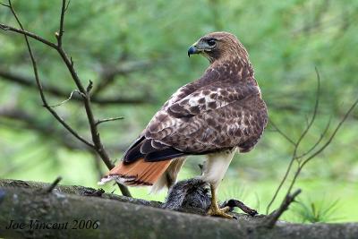 Redtail Hawk