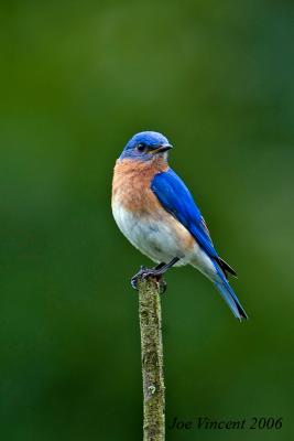 g4/84/407384/3/61283364.Bluebird259resized.jpg