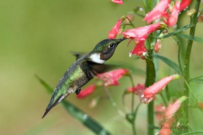 Rubythroated Hummingbird