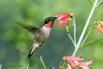 Rubythroated Hummingbird