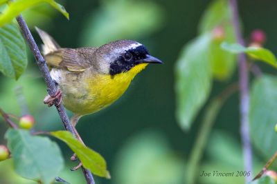 Common Yellowthroat