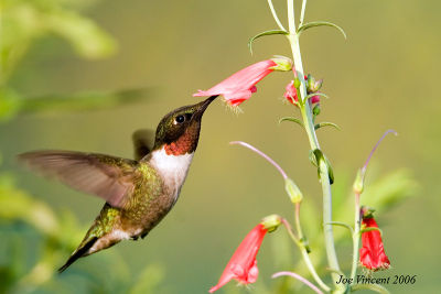 Rubythroated Hummingbird