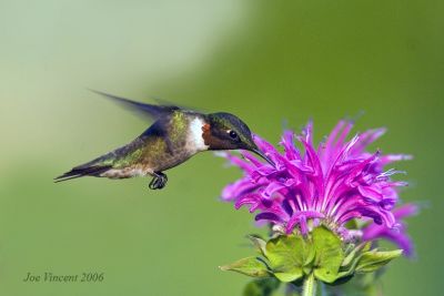 Rubythroated Hummingbird