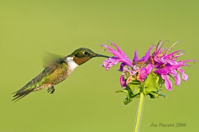 Rubythroated Hummingbird