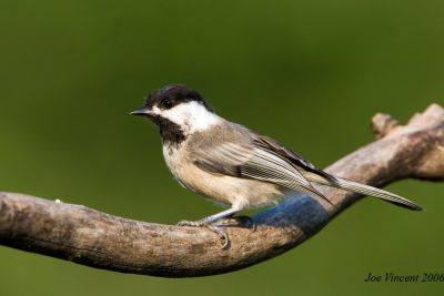 Chickadee