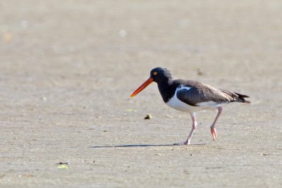 American Oystercatcher