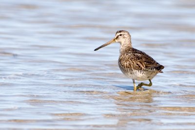 Short-billed Dowitcher