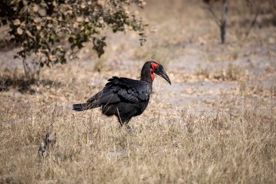 Ground Hornbill