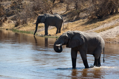 Elephants