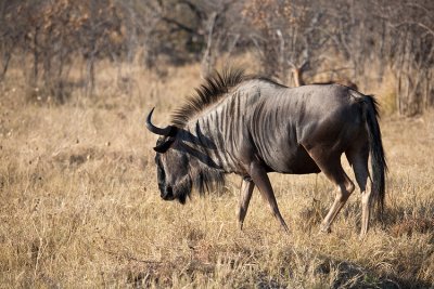 Wildebeest