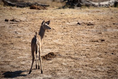 Juvenile Kudu