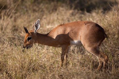 Steenbok