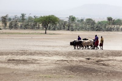 Maasai and cattle