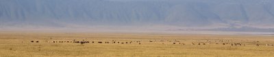 Wildebeest, Buffalo and Zebra herd
