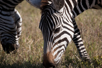Zebra a'munchin