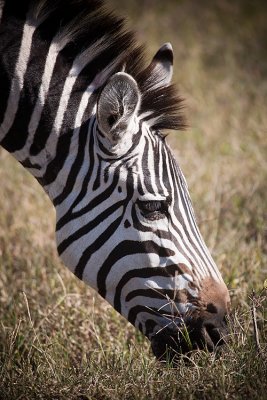 Zebra a'munchin II