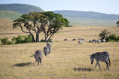 Zebra wandering